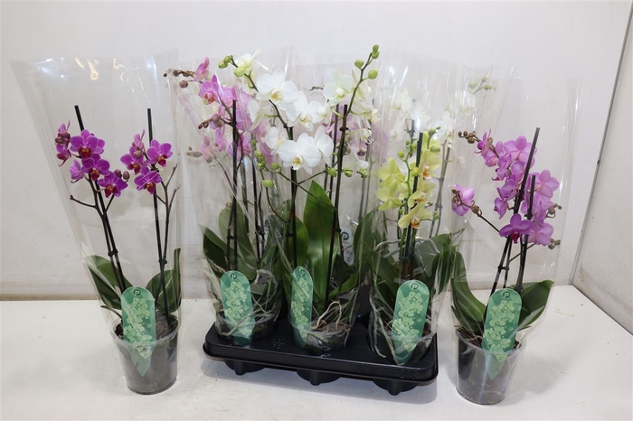 Phal Mf Gem 3 Kl