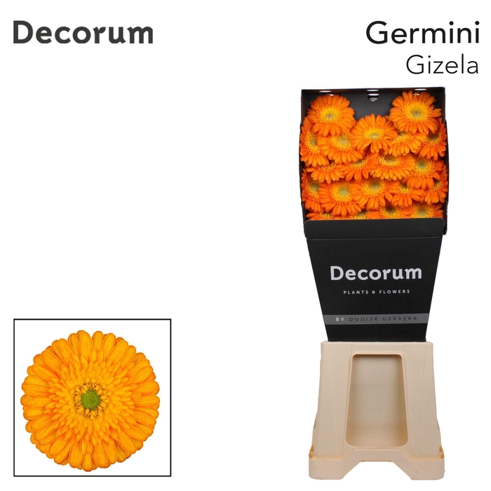 <h4>Germini Gizela Diamond</h4>