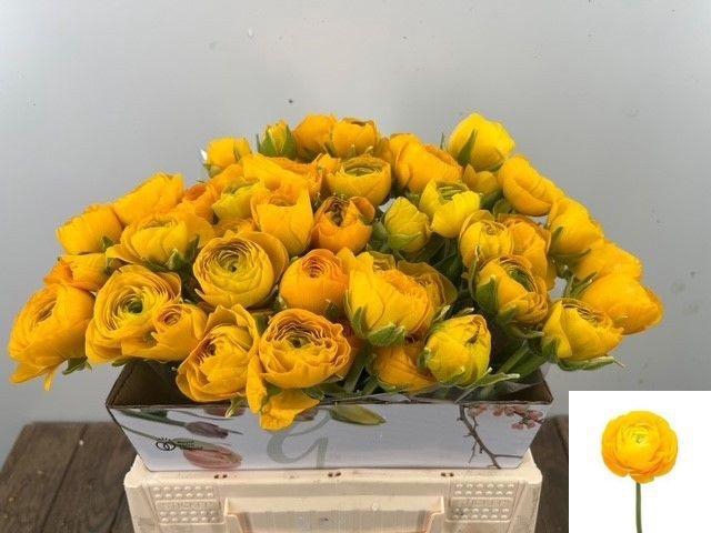 <h4>RAN EL YELLOW</h4>