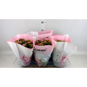 Kalanchoe  'MoreFlow Augusta'