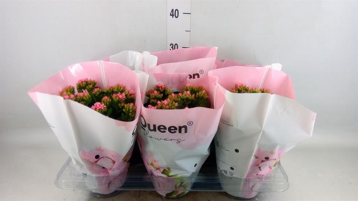 <h4>Kalanchoe  'MoreFlow Augusta'</h4>