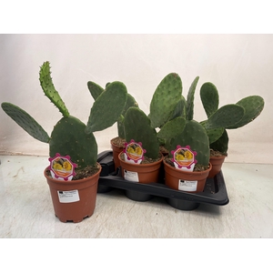 OPUNTIA