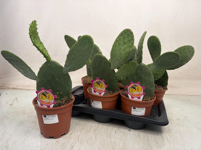<h4>OPUNTIA</h4>