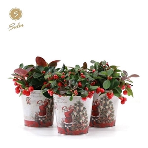 Gaultheria pr. 'Big Berry'® P10 in Zinc Santa