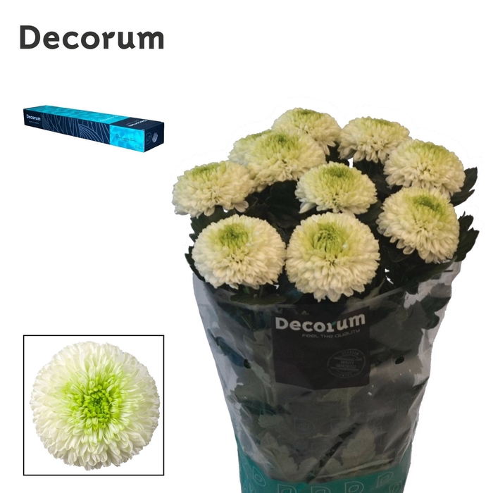 <h4>Chrysanthemum PL 'Alibaba'</h4>