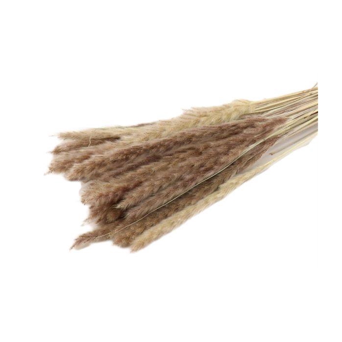 <h4>Bunch Fluffy Pampas Slv 35g L70</h4>