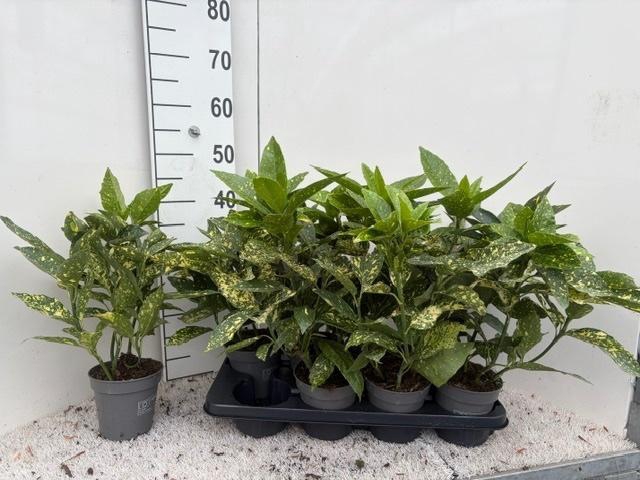 <h4>Aucuba J Variegata</h4>