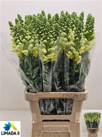 <h4>ANTIR POTO YELLOW</h4>