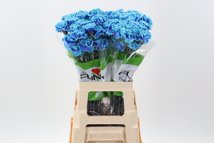 <h4>Di St Klb Blue Lagoon Funza</h4>