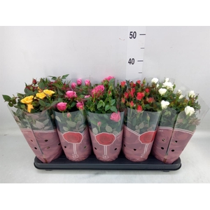 Rosa  'Star Roses'   ...mix 4