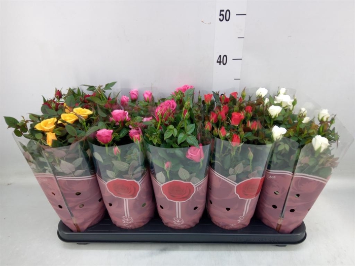 <h4>Rosa  'Star Roses'   ...mix 4</h4>