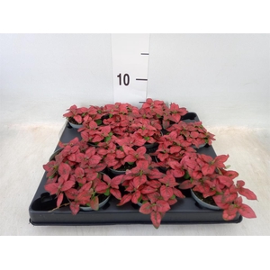 Hypoestes phyllo.   ...