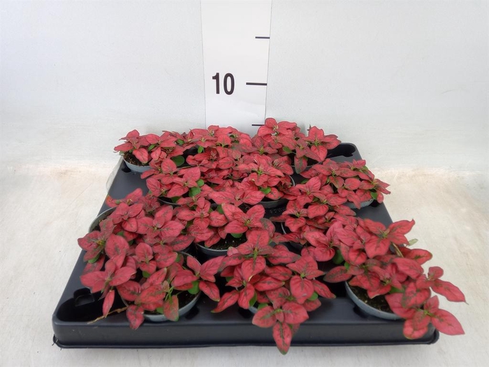 <h4>Hypoestes phyllo.   ...</h4>