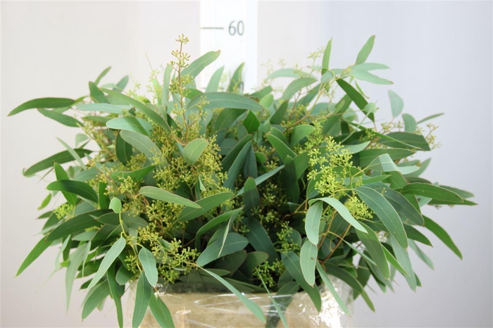 <h4>Euca Populus Bes Kort</h4>