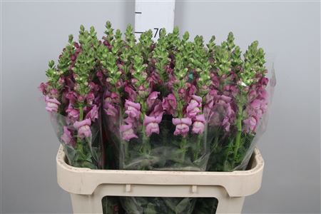 <h4>Antir Mary Lavender</h4>