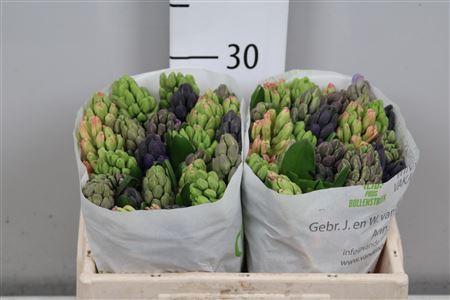 <h4>Hyac Gem 5 Kleuren</h4>