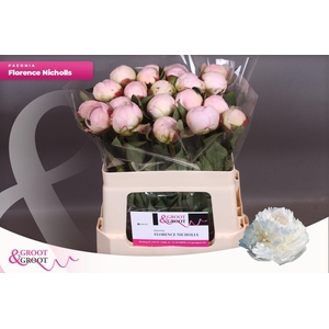 Paeonia Florence Nicholls | Heavy Quality