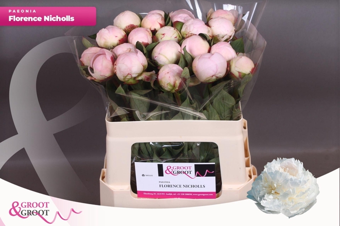 <h4>Paeonia Florence Nicholls | Heavy Quality</h4>