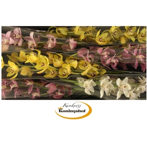 Cymbidium Mix