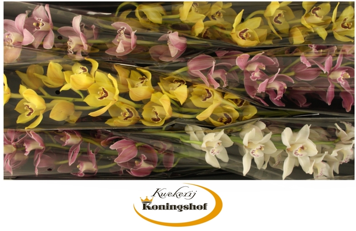 <h4>Cymbidium Mix</h4>
