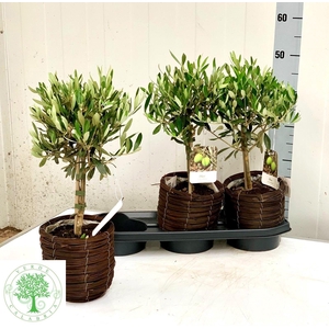 OLEA EUROPAEA