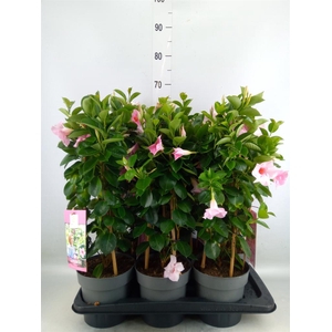 Mandevilla am. 'Sundav Cream Pink'