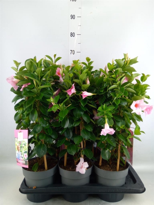 <h4>Mandevilla am. 'Sundav Cream Pink'</h4>