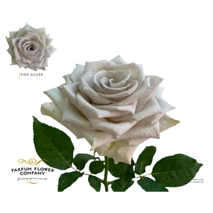 Rosa Garden Fine Silver