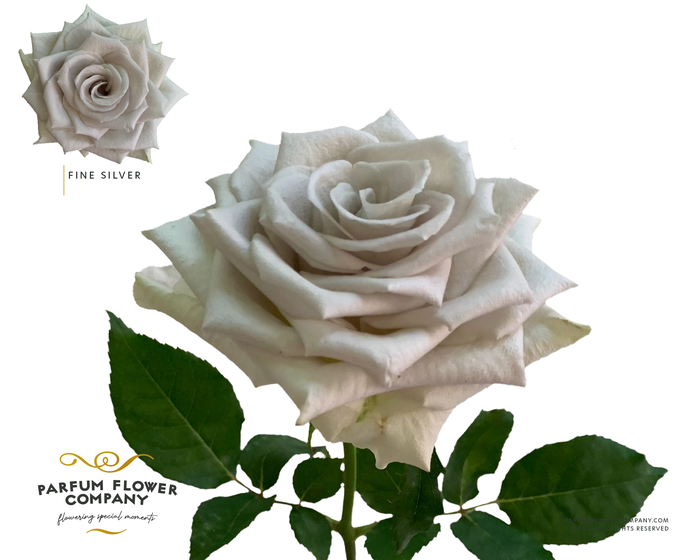 Rosa Garden Fine Silver