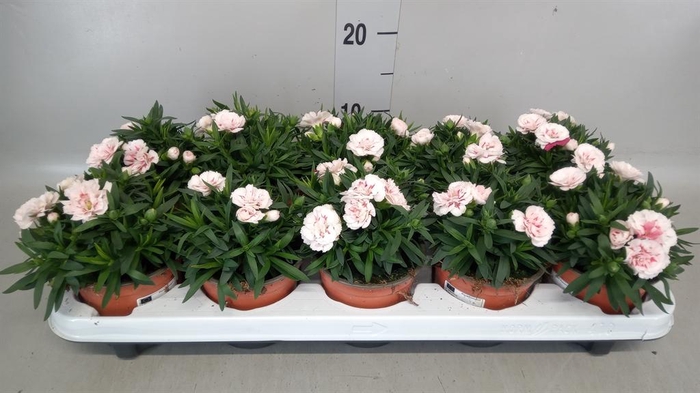 <h4>Dianthus  'Oscar White And Red'</h4>