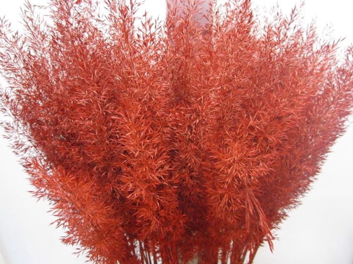 <h4>Calamagrostis Brachy Rood</h4>