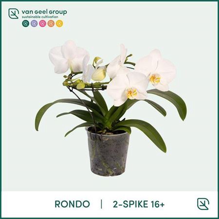 Phal Ov Wit Rondo