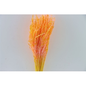 Dried Artz Rice Grass Gaugain Bunch Slv