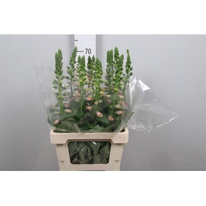 Digi Purpurea Salmon