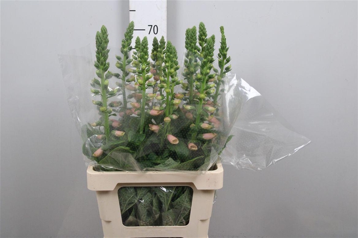 <h4>Digi Purpurea Salmon</h4>