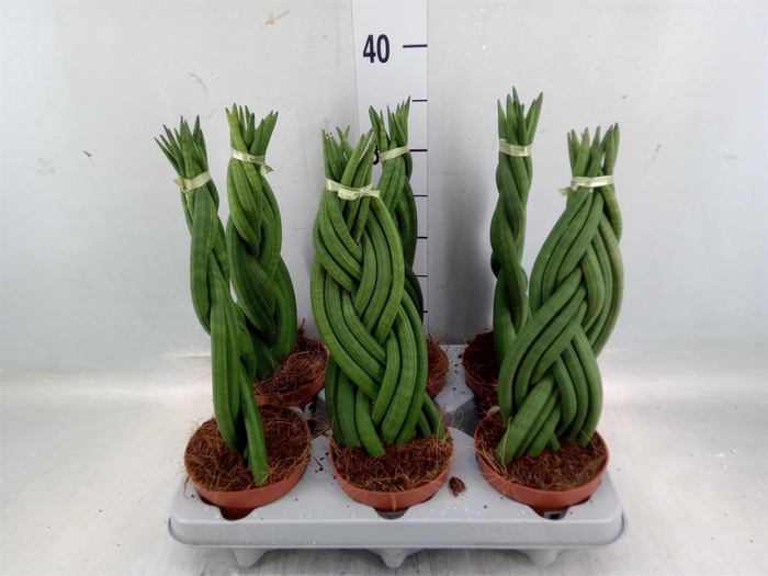 <h4>Sansevieria cyl.  ...</h4>