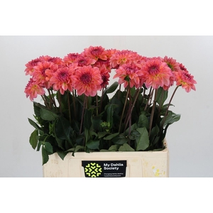 Dahlia DE 'Sebastian'