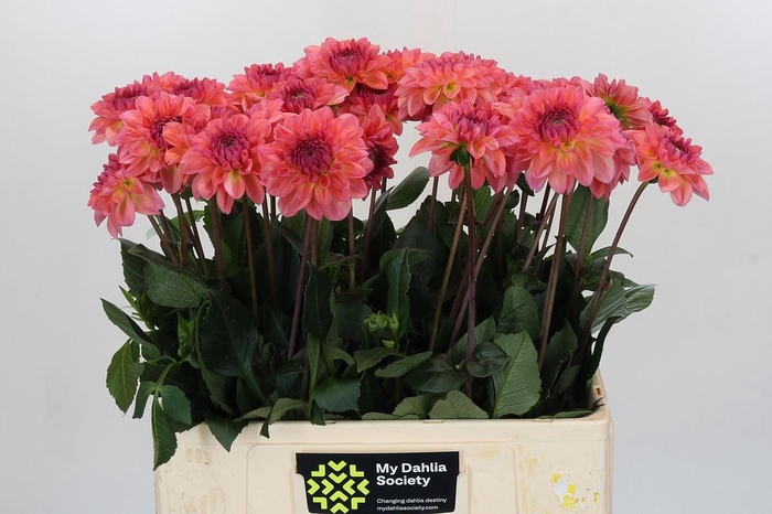 <h4>Dahlia DE 'Sebastian'</h4>