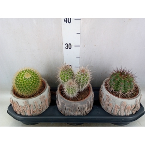 Cactus   ...