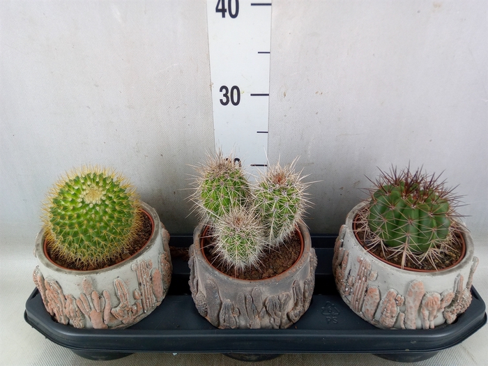<h4>Cactus   ...</h4>
