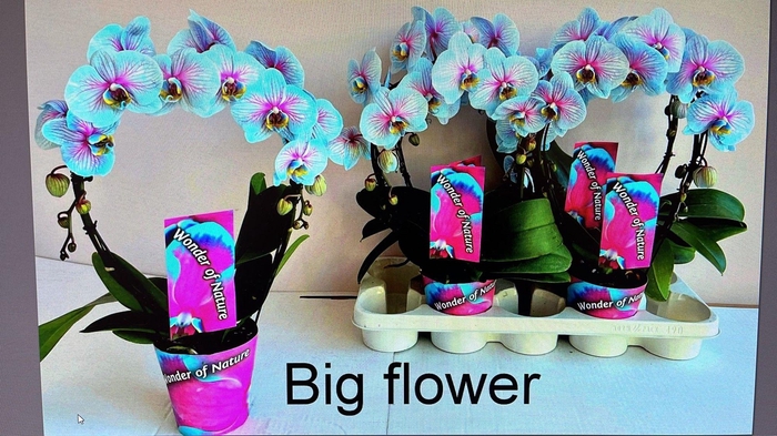 <h4>Phalaenopsis Magic Wonder of Nature spiegelboog 2 tak 12cm</h4>