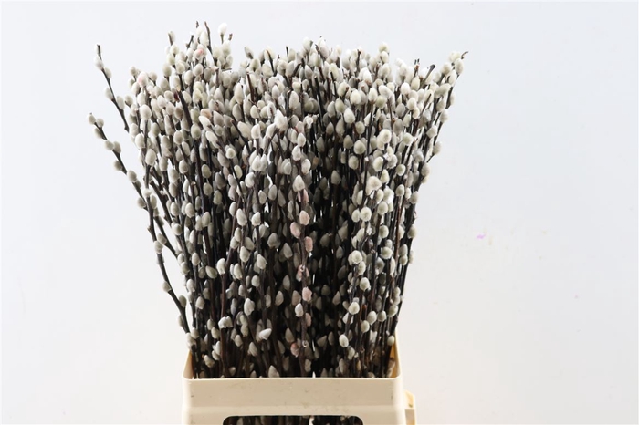 <h4>Salix Wilgenkatjes 70cm P Stem</h4>