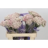 Ozothamnus  'Cooks Tall Pink'