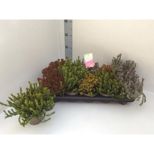 CALLU G G SU GIR GEM