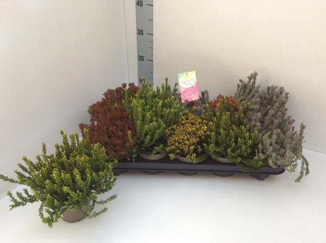 <h4>CALLU G G SU GIR GEM</h4>