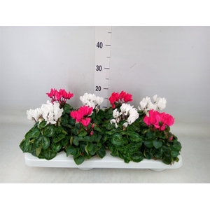 Cyclamen KL 'Compact'