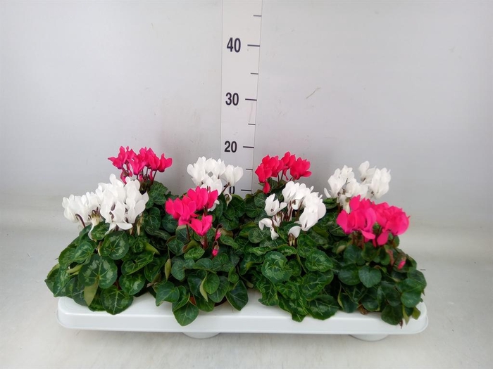 <h4>Cyclamen KL 'Compact'</h4>