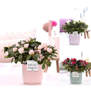 1st class Azalea mix in P&PURE Fleur ceramics ass. 3