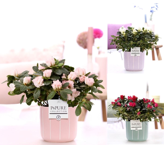 <h4>1st class Azalea mix in P&PURE Fleur ceramics ass. 3</h4>