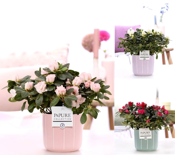 <h4>1st class Azalea mix in P&PURE Fleur ceramics ass. 3</h4>